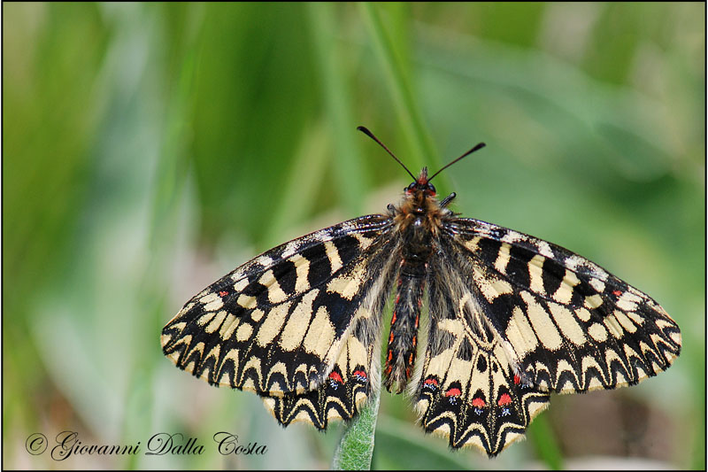 Zerynthia polyxena